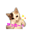 海ちゃんたち（個別スタンプ：40）