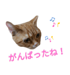 いやしにゃんこのすたんぷ（個別スタンプ：32）