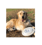 ゴールデンレトリバー【成犬編】（個別スタンプ：1）