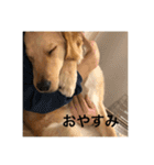 ゴールデンレトリバー【成犬編】（個別スタンプ：2）