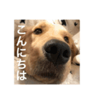 ゴールデンレトリバー【成犬編】（個別スタンプ：3）