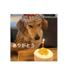 ゴールデンレトリバー【成犬編】（個別スタンプ：4）