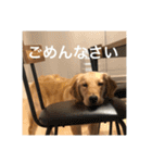 ゴールデンレトリバー【成犬編】（個別スタンプ：5）