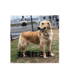 ゴールデンレトリバー【成犬編】（個別スタンプ：6）