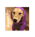 ゴールデンレトリバー【成犬編】（個別スタンプ：7）