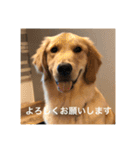 ゴールデンレトリバー【成犬編】（個別スタンプ：8）