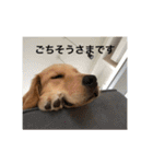 ゴールデンレトリバー【成犬編】（個別スタンプ：9）