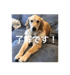 ゴールデンレトリバー【成犬編】（個別スタンプ：10）