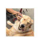 ゴールデンレトリバー【成犬編】（個別スタンプ：12）