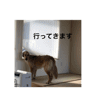 ゴールデンレトリバー【成犬編】（個別スタンプ：13）