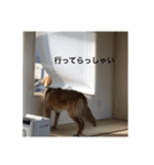 ゴールデンレトリバー【成犬編】（個別スタンプ：14）
