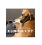 ゴールデンレトリバー【成犬編】（個別スタンプ：15）