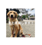 ゴールデンレトリバー【成犬編】（個別スタンプ：16）