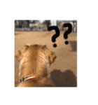 ゴールデンレトリバー【成犬編】（個別スタンプ：17）