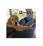 ゴールデンレトリバー【成犬編】（個別スタンプ：18）