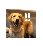 ゴールデンレトリバー【成犬編】（個別スタンプ：19）
