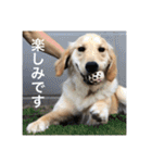 ゴールデンレトリバー【成犬編】（個別スタンプ：21）