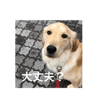 ゴールデンレトリバー【成犬編】（個別スタンプ：22）