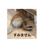 ゴールデンレトリバー【成犬編】（個別スタンプ：23）