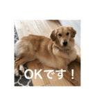 ゴールデンレトリバー【成犬編】（個別スタンプ：24）