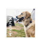 ゴールデンレトリバー【成犬編】（個別スタンプ：25）