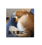 ゴールデンレトリバー【成犬編】（個別スタンプ：26）
