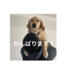 ゴールデンレトリバー【成犬編】（個別スタンプ：27）