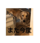 ゴールデンレトリバー【成犬編】（個別スタンプ：28）