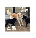 ゴールデンレトリバー【成犬編】（個別スタンプ：29）