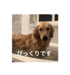 ゴールデンレトリバー【成犬編】（個別スタンプ：30）