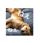 ゴールデンレトリバー【成犬編】（個別スタンプ：31）