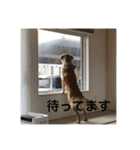 ゴールデンレトリバー【成犬編】（個別スタンプ：32）