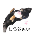 チワワのピロちゃん②（個別スタンプ：4）