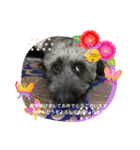 ♡我が家の愛犬♡（個別スタンプ：1）