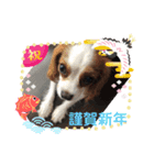 ♡我が家の愛犬♡（個別スタンプ：2）