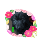 ♡我が家の愛犬♡（個別スタンプ：3）