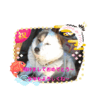 ♡我が家の愛犬♡（個別スタンプ：4）