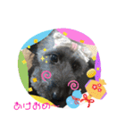 ♡我が家の愛犬♡（個別スタンプ：8）