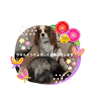 ♡我が家の愛犬♡（個別スタンプ：14）