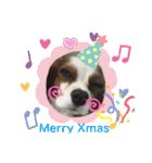 ♡我が家の愛犬♡（個別スタンプ：16）