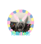♡我が家の愛犬♡（個別スタンプ：17）