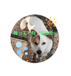 ♡我が家の愛犬♡（個別スタンプ：21）