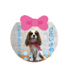 ♡我が家の愛犬♡（個別スタンプ：22）