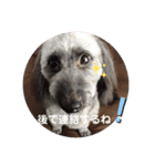 ♡我が家の愛犬♡（個別スタンプ：23）