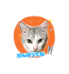 いつでも使えるネコとあかちゃん（個別スタンプ：7）
