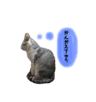 いつでも使えるネコとあかちゃん（個別スタンプ：11）