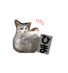 いつでも使えるネコとあかちゃん（個別スタンプ：16）