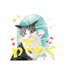 かわいいリアル猫スタンプ[PastelPop]（個別スタンプ：2）