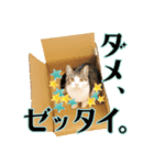 かわいいリアル猫スタンプ[PastelPop]（個別スタンプ：3）