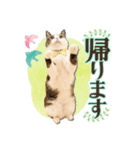 かわいいリアル猫スタンプ[PastelPop]（個別スタンプ：4）